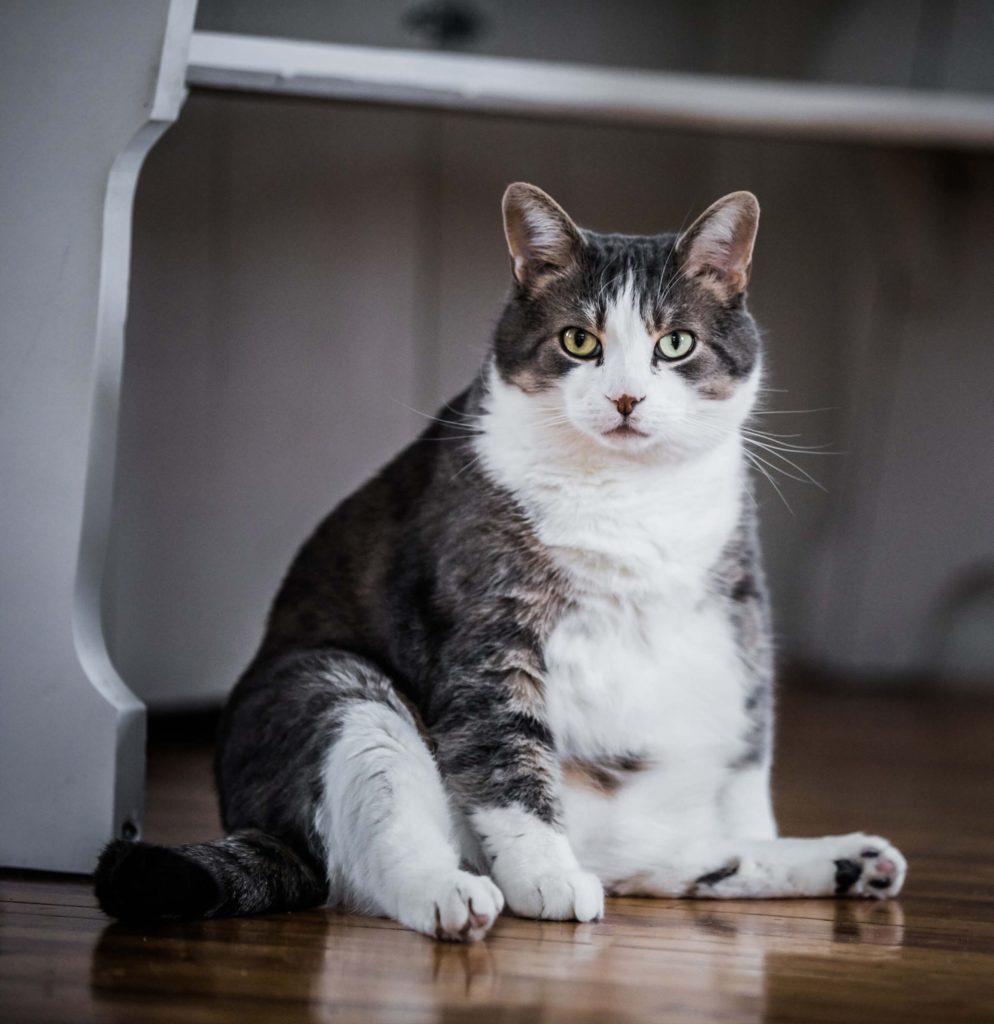 Fat Cat Sitting On Floor