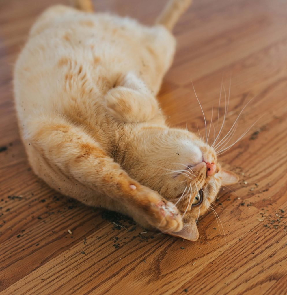 Orange Cat Playing In Catnip