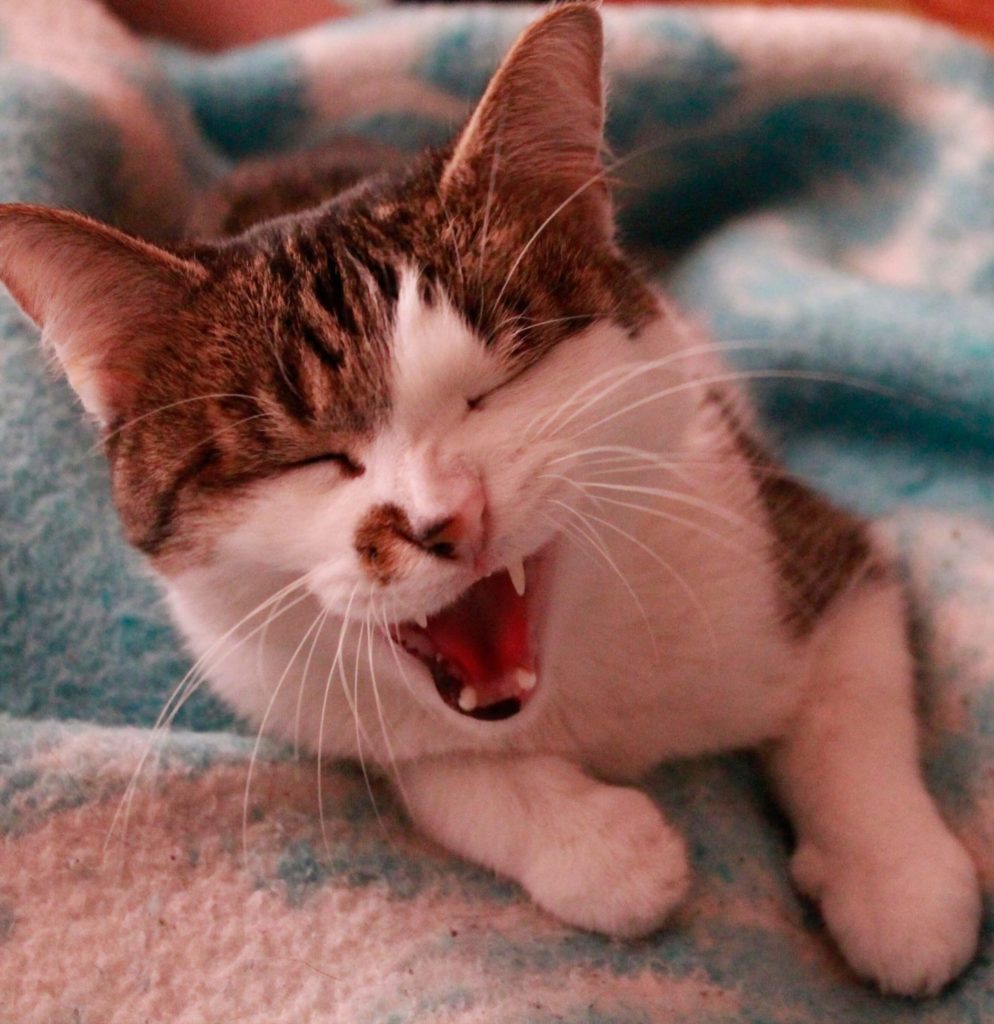 Sneezing Cat
