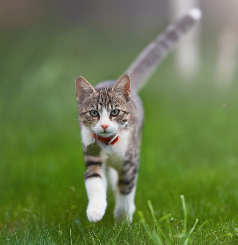 Young Cat Walking Outside