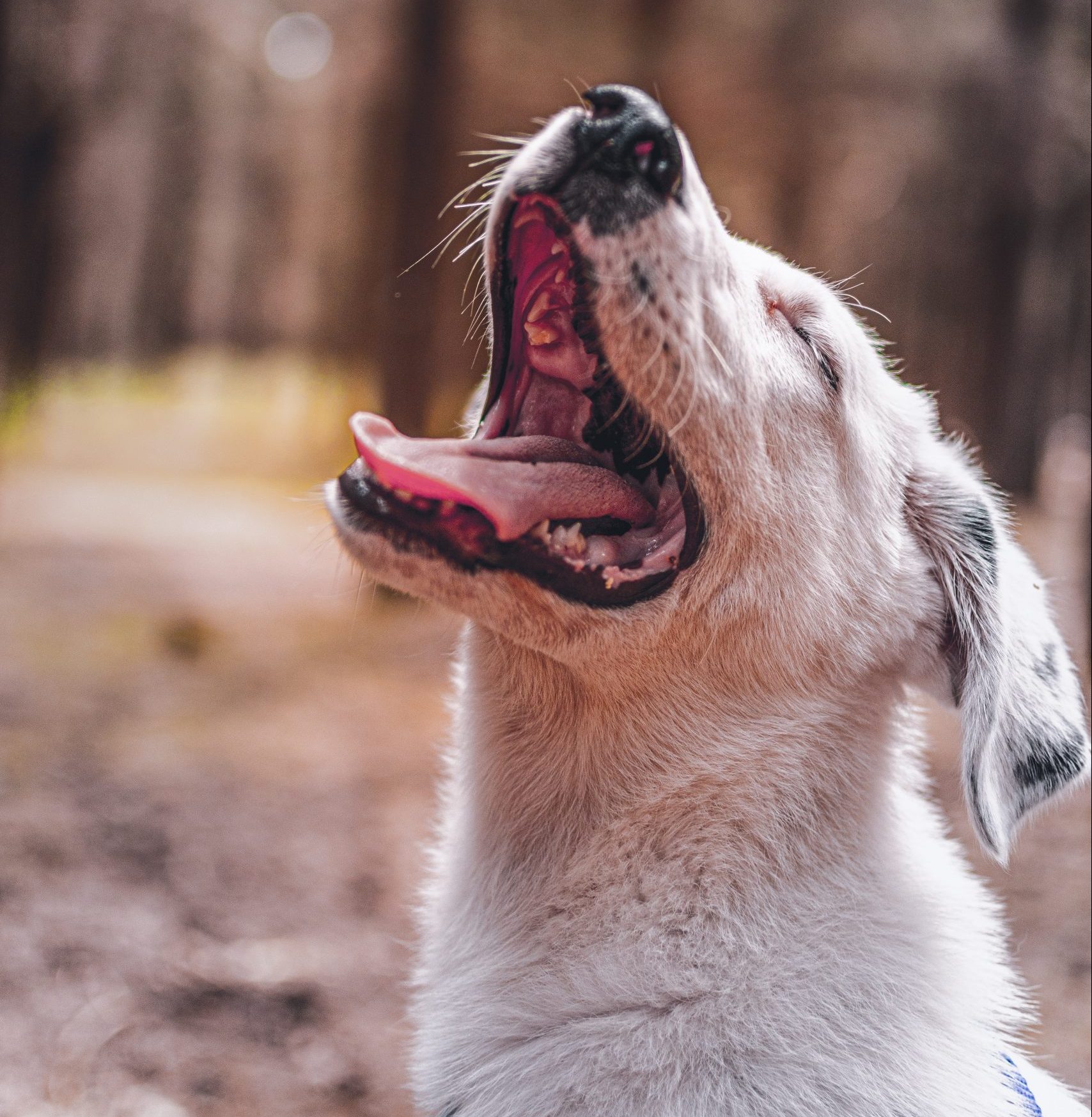 Tooth Talk What to Know About Your Dog's Chompers VetScoop