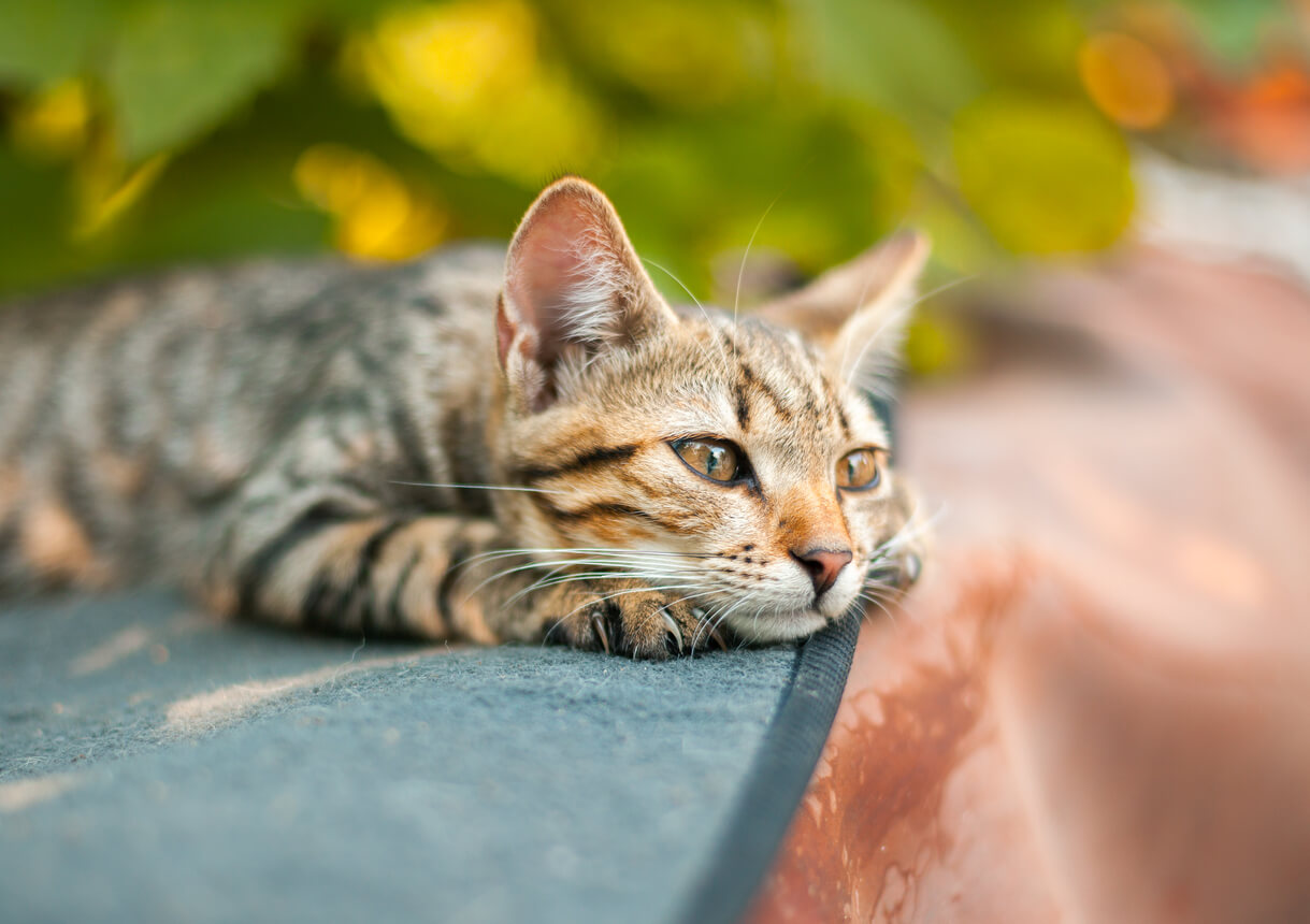 how-do-cats-show-us-they-have-allergies-vetscoop