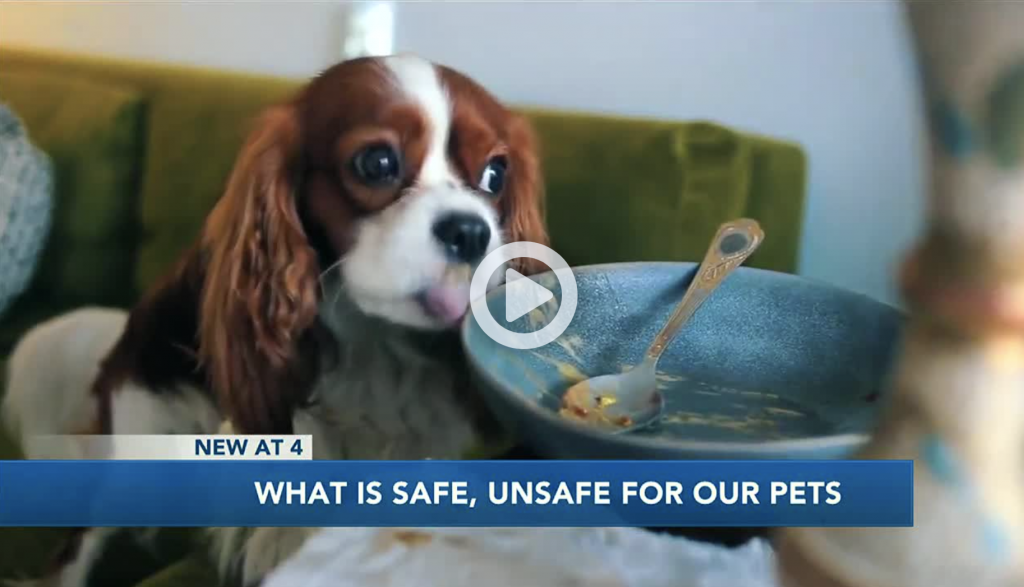 Wsaw Tv (cbs) Pet Safe Unsafe