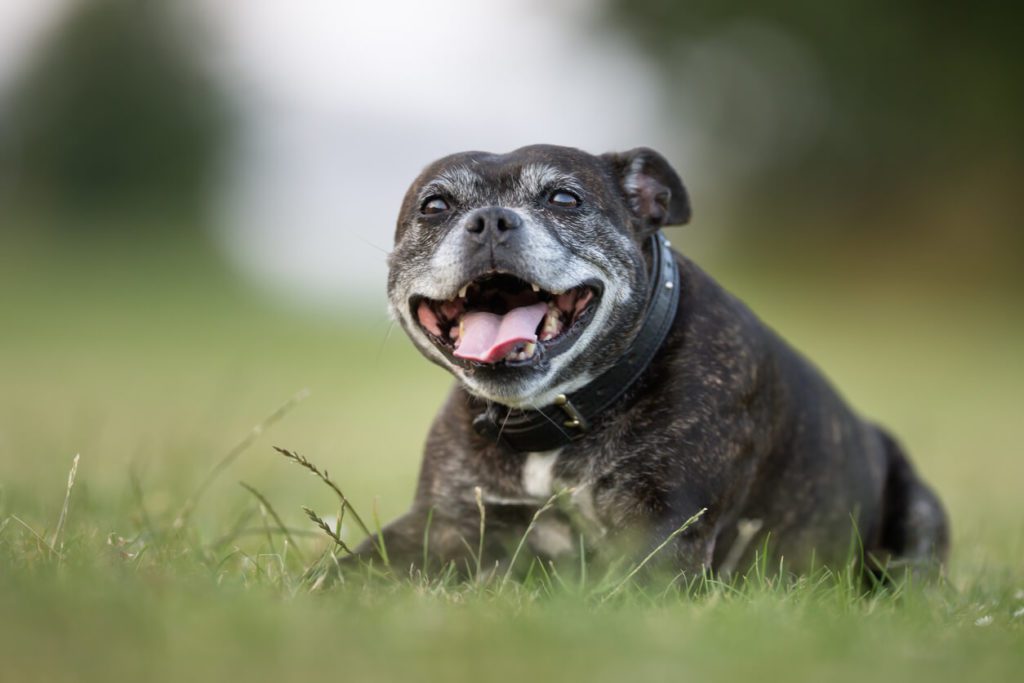 Aging Dog In Grass