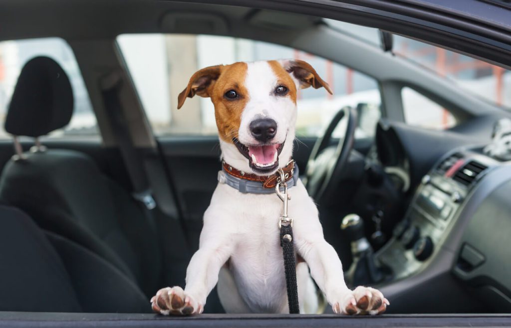 Happy Dog In Car