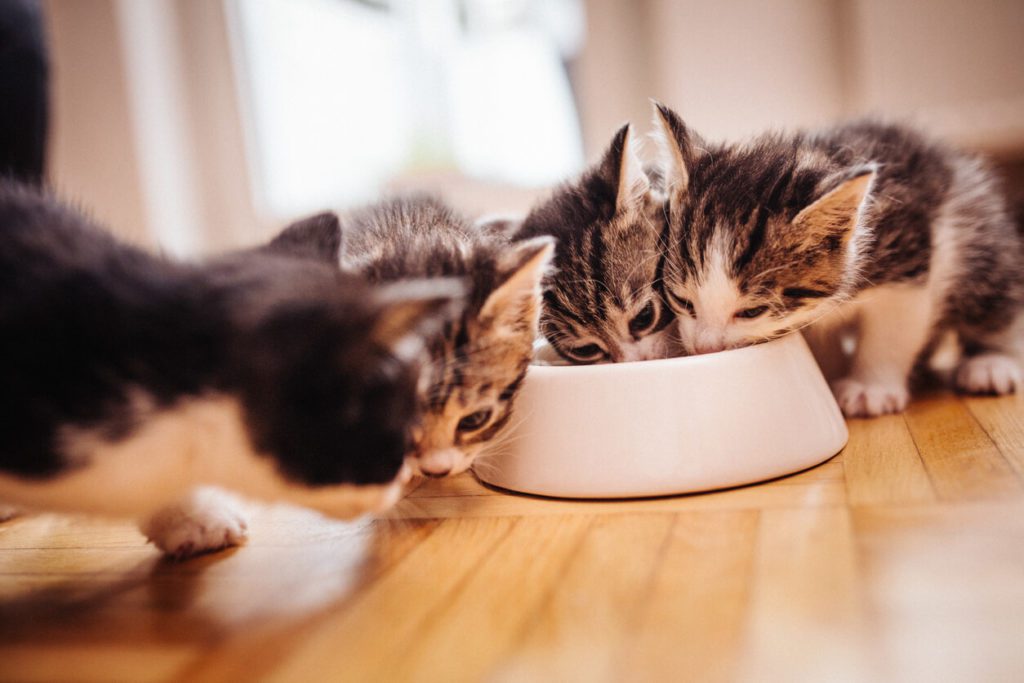 Kittens Eating 1