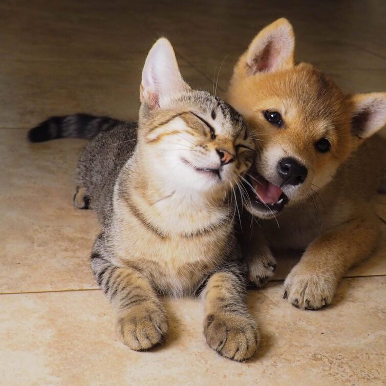 Shiba Inu Puppy And His Friend Grey Kitty