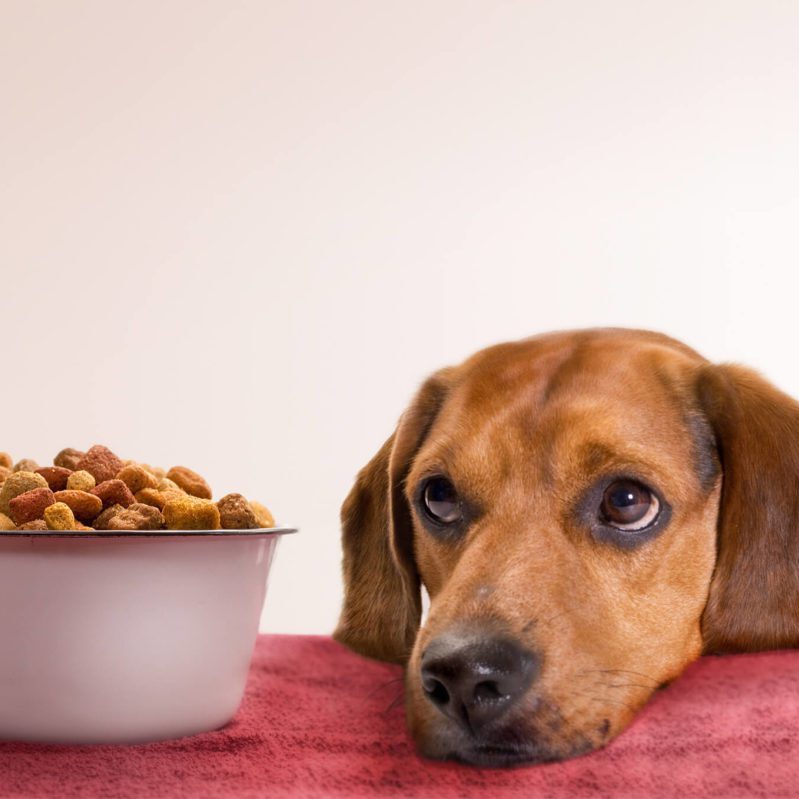 Dog Looking At Bowl Of Food