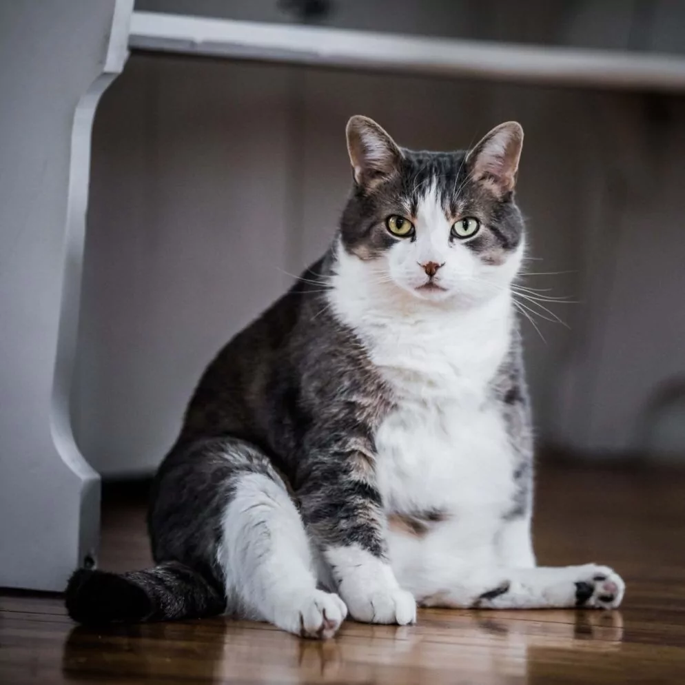 Fat Cat Sitting On Floor