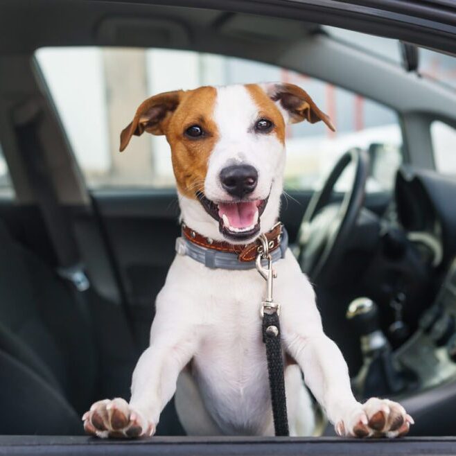 Happy Dog In Car
