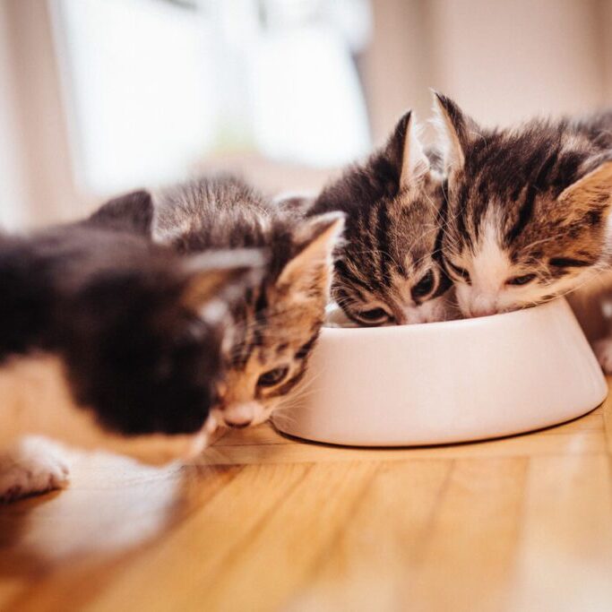 Kittens Eating 1