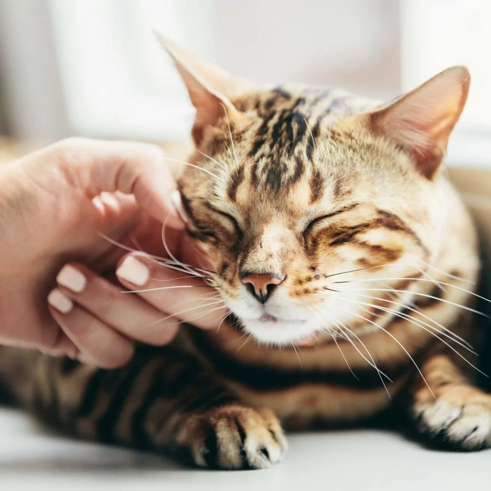 Purring Cat Gets Face Scratched
