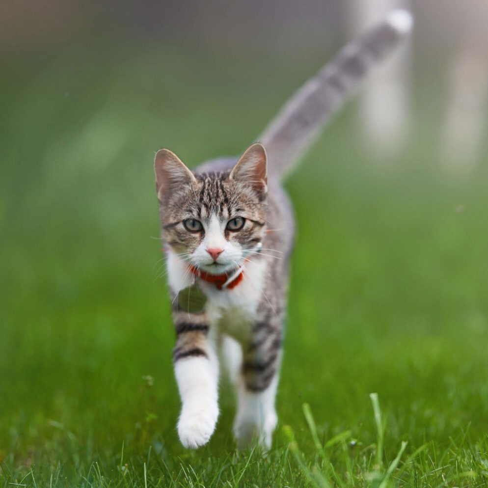Young Cat Walking Outside